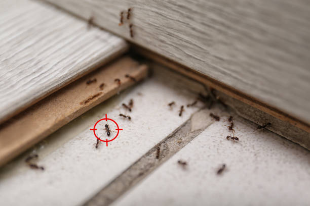 Best Best Pest Control Companies  in Oak View, CA