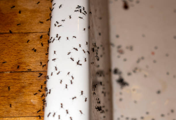 Professional Pest Control in Oak View, CA