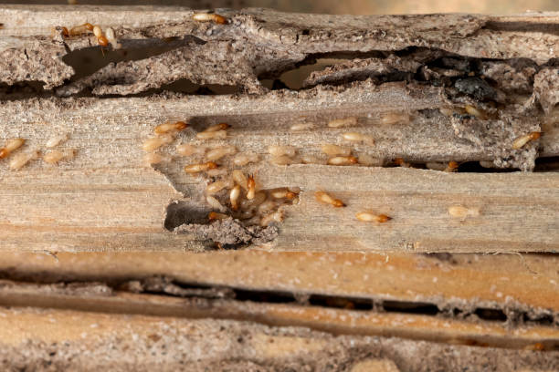 Best Pest Control for Homes  in Oak View, CA