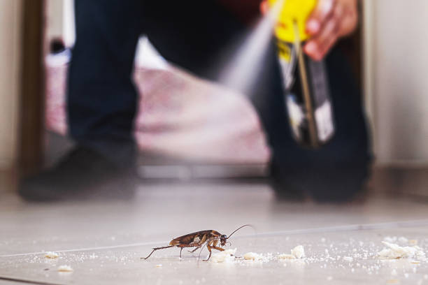 Best Local Pest Control Services  in Oak View, CA